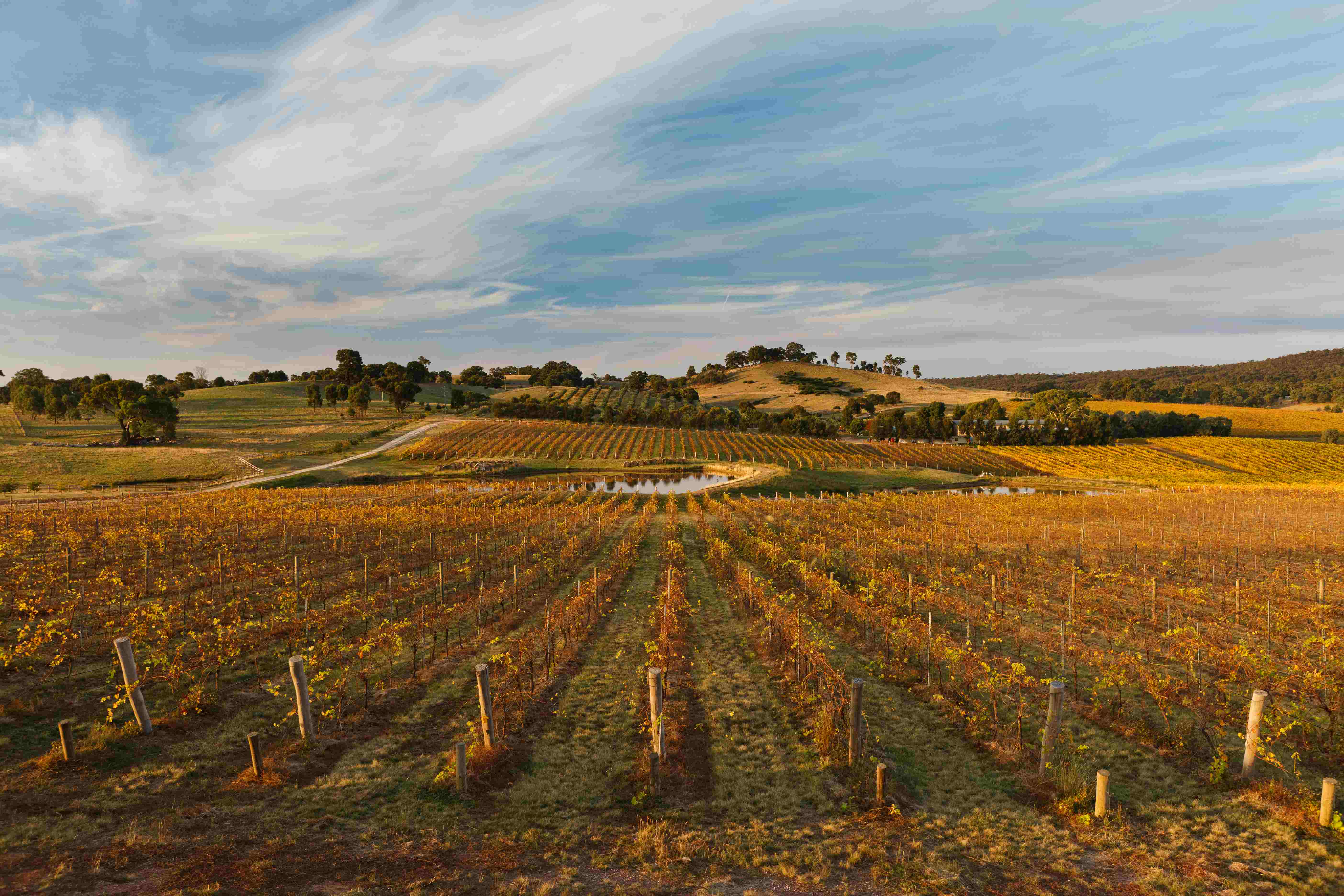 Sanguine Estate vineyard in Heathcote
